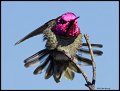 _3SB4511 annas hummingbird